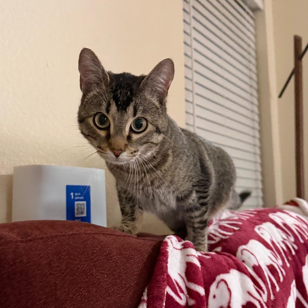 Halloween Wizard, a Adoptable Domestic Short Hair in Austin, TX image 1/6