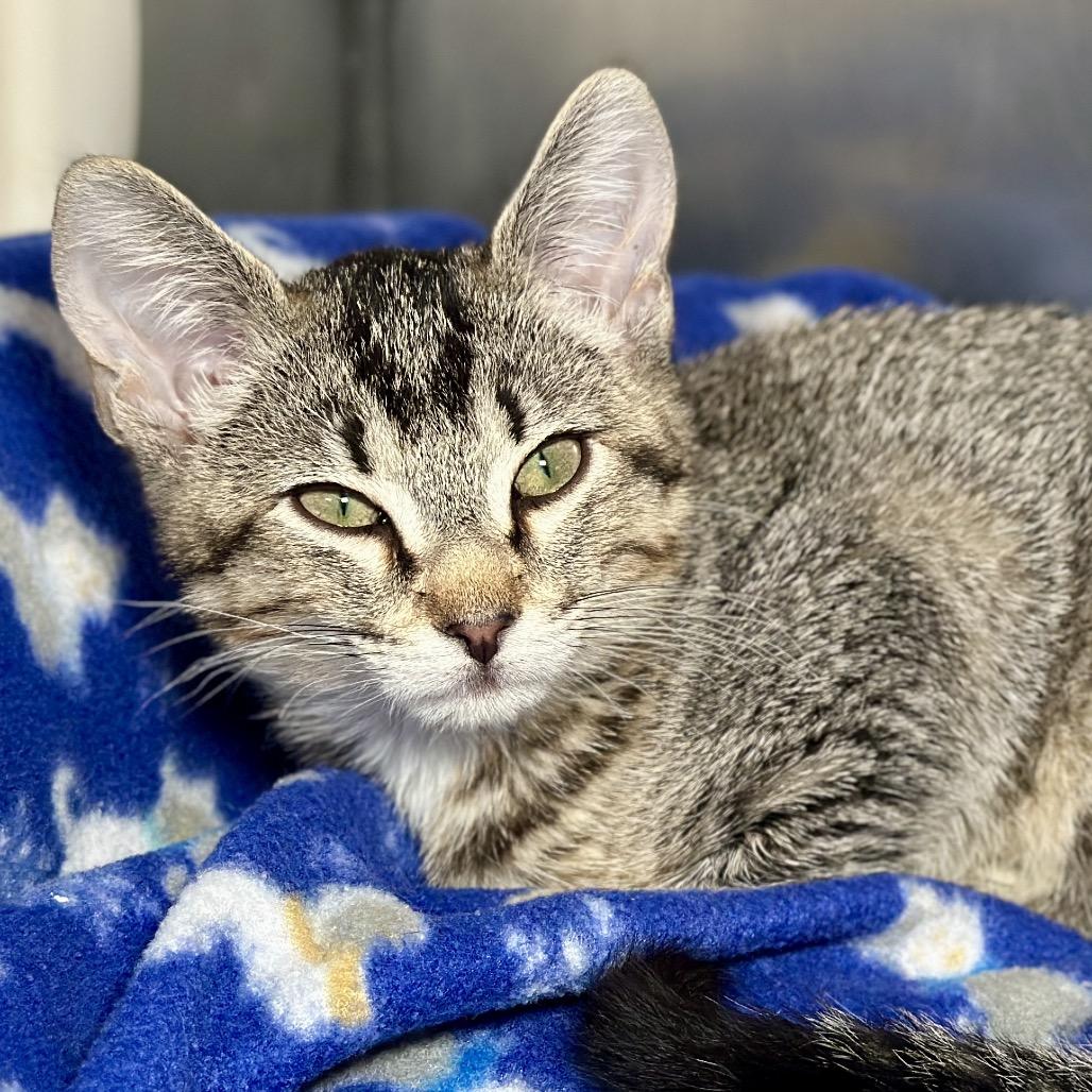 Halloween Wizard, Adoptable, Young Male Domestic Short Hair.