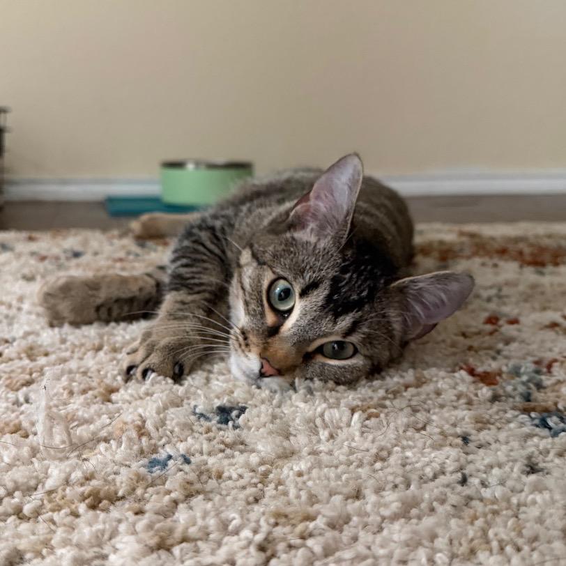 Halloween Wizard, a Adoptable Domestic Short Hair in Austin, TX image 2/6