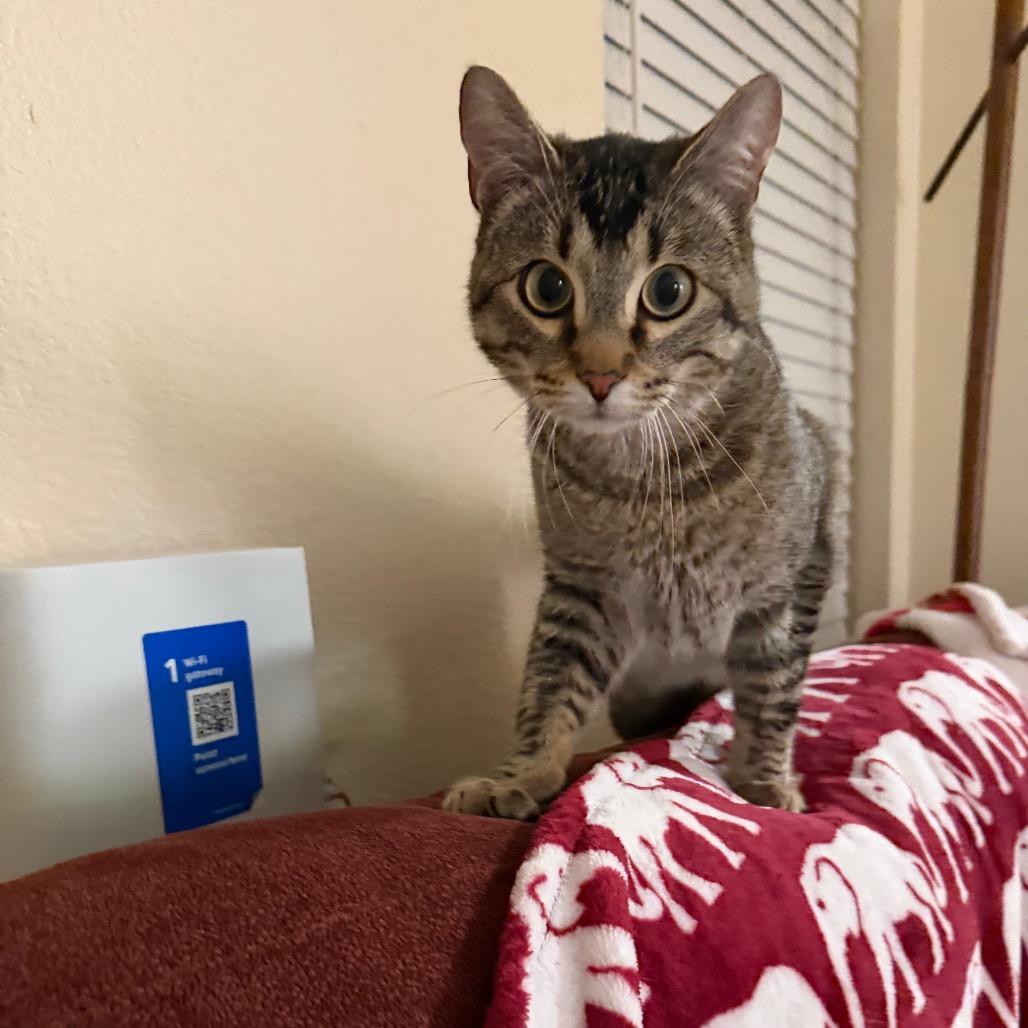 Halloween Wizard, a Adoptable Domestic Short Hair in Austin, TX image 3/6