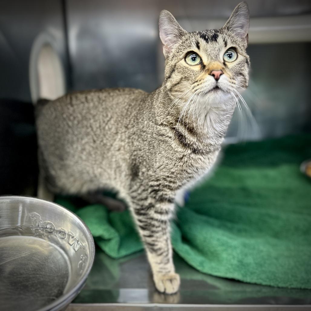 Halloween Wizard, a Adoptable Domestic Short Hair in Austin, TX image 4/6
