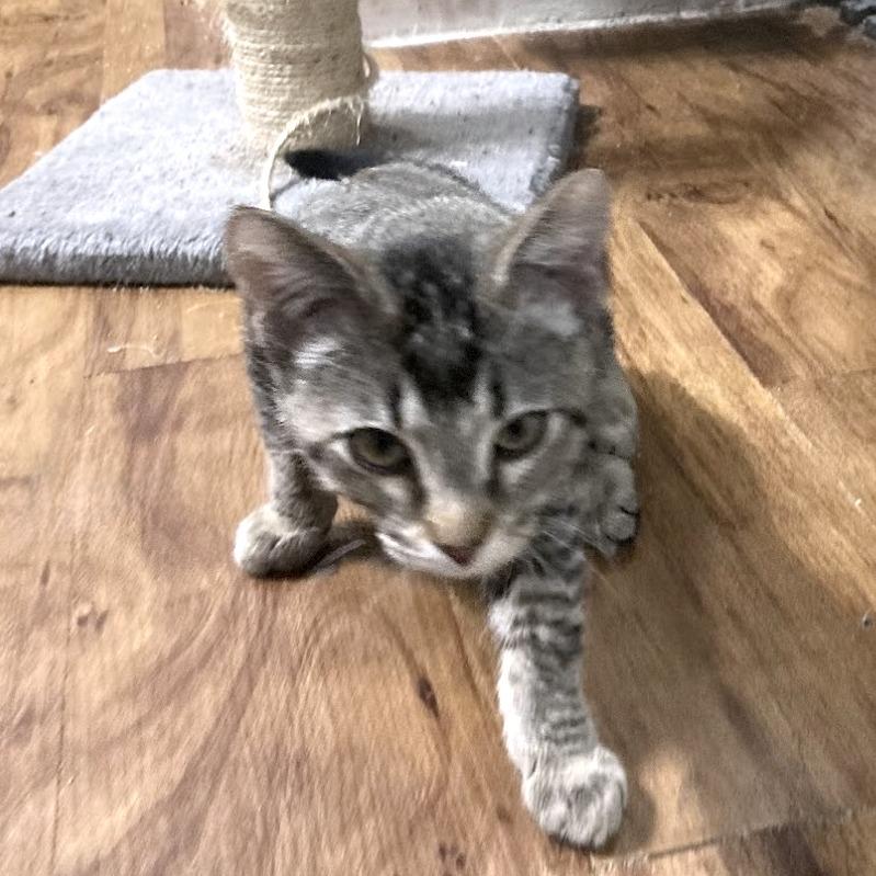 Halloween Wizard, Adoptable, Young Male Domestic Short Hair.