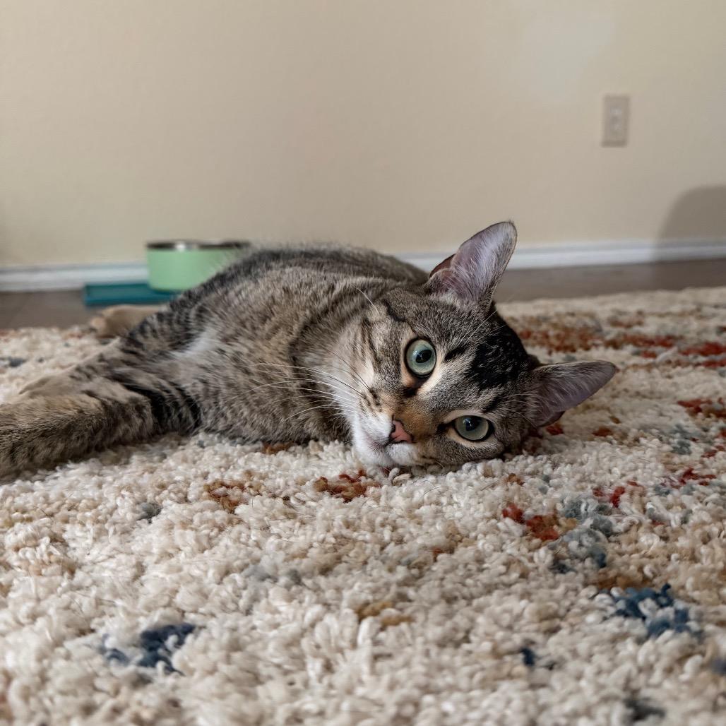 Halloween Wizard, a Adoptable Domestic Short Hair in Austin, TX image 6/6