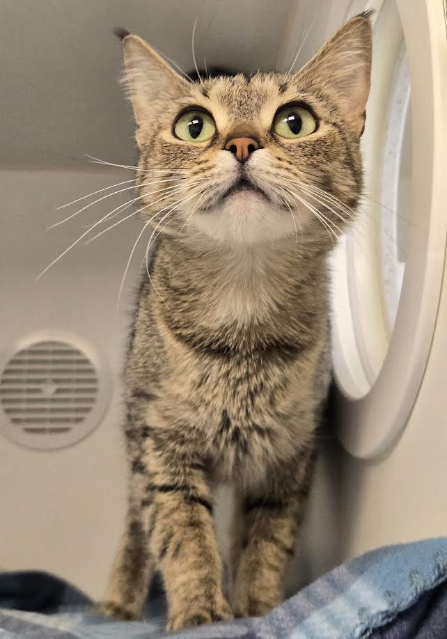Belle, ADOPTABLE, Young Female Domestic Short Hair.