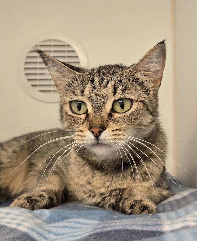 Belle, a ADOPTABLE mixed breed in Bellingham, WA image 3/3