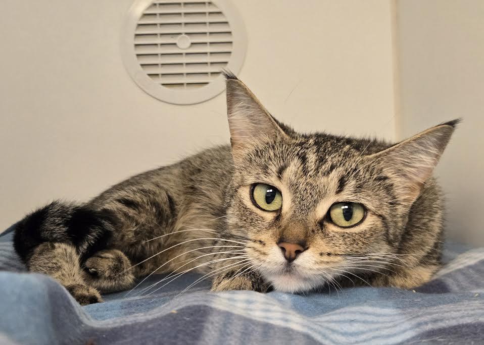 Belle, a ADOPTABLE mixed breed in Bellingham, WA image 2/3