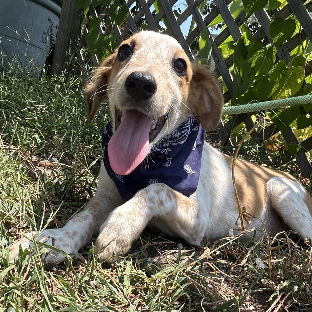 Enlarge Cosmic in NH Come Meet our Adoptable Dogs Wednesday-Saturday. More info in Bio, an adopted mixed breed in Manchester, NH image 4/5