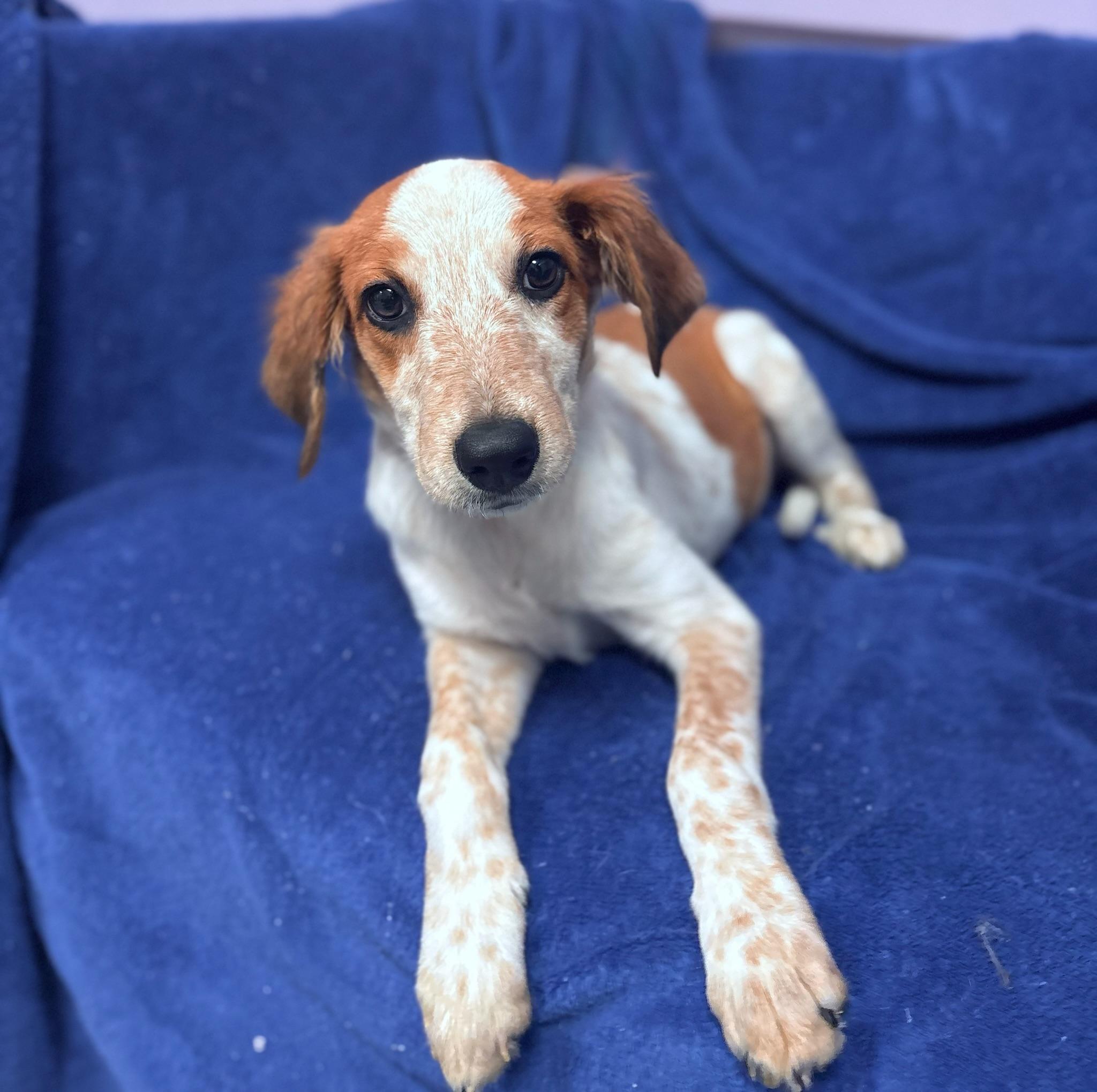 Enlarge Cosmic in NH Come Meet our Adoptable Dogs Wednesday-Saturday. More info in Bio, an adopted mixed breed in Manchester, NH image 1/5