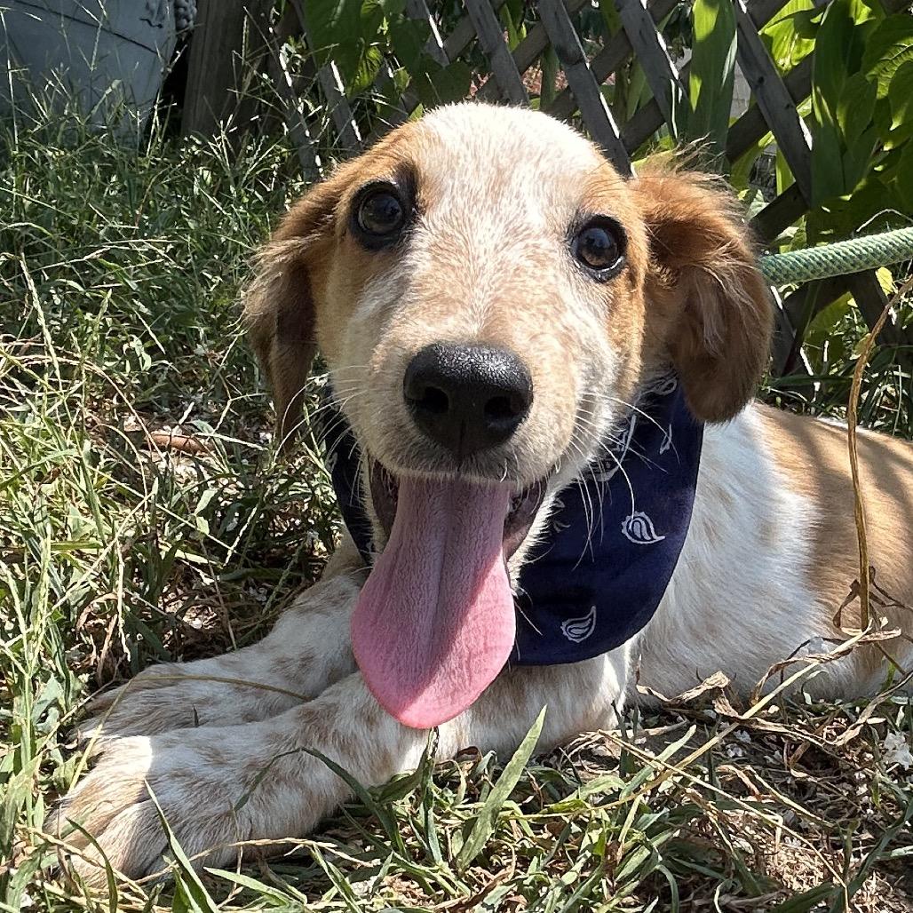 Enlarge Cosmic in NH Come Meet our Adoptable Dogs Wednesday-Saturday. More info in Bio, an adopted mixed breed in Manchester, NH image 2/5