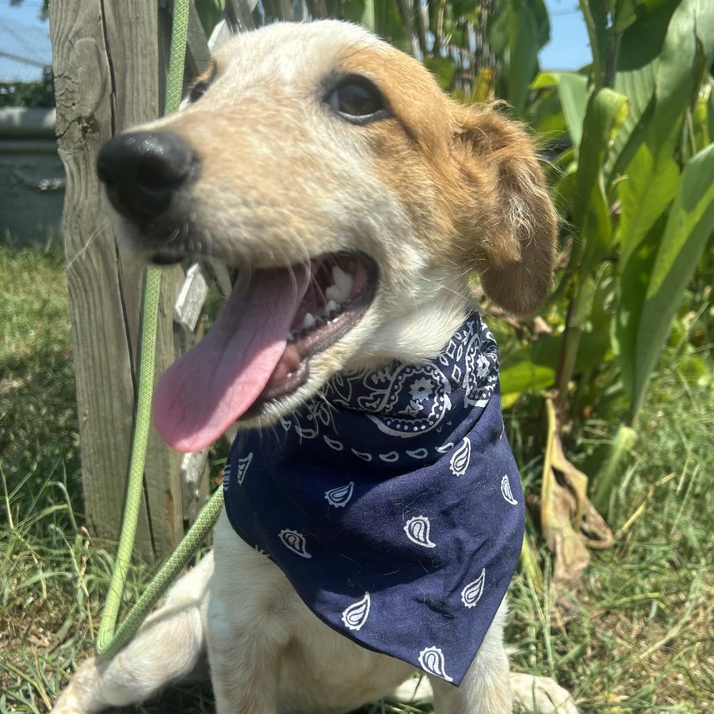 Enlarge Cosmic in NH Come Meet our Adoptable Dogs Wednesday-Saturday. More info in Bio, an adopted mixed breed in Manchester, NH image 3/5