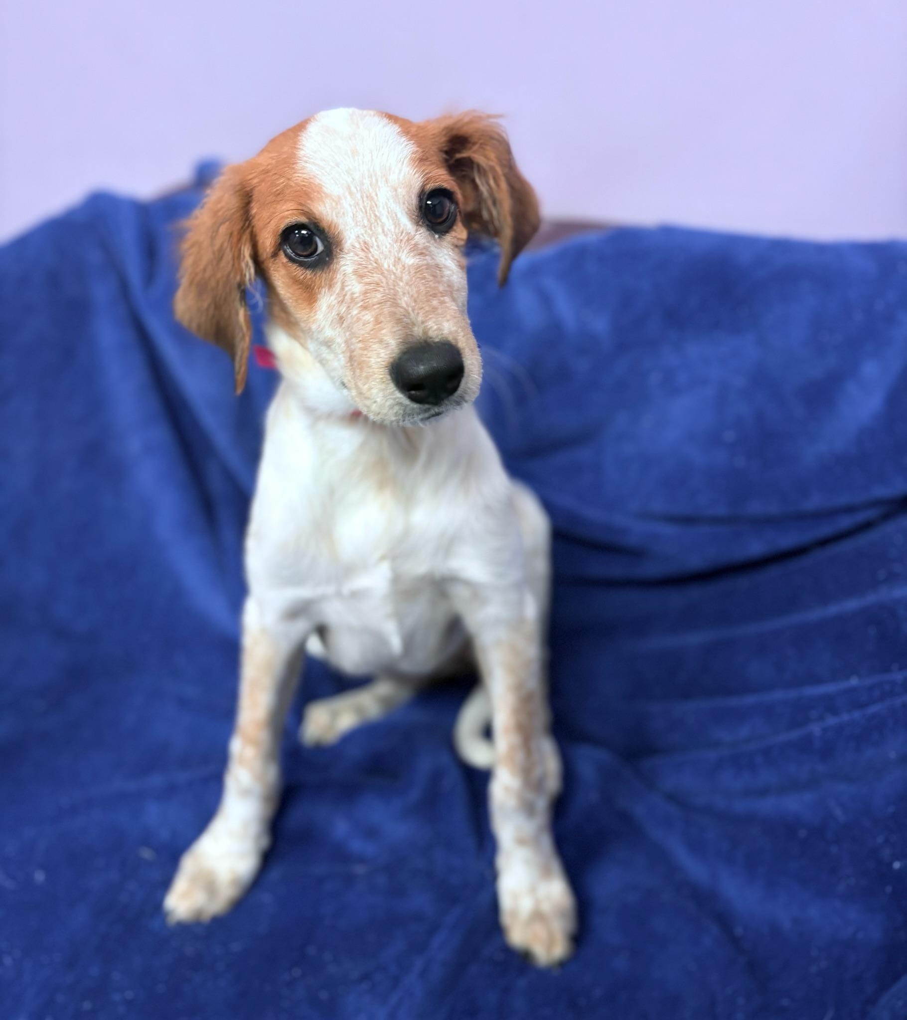 Enlarge Cosmic in NH Come Meet our Adoptable Dogs Wednesday-Saturday. More info in Bio, an adopted mixed breed in Manchester, NH image 5/5