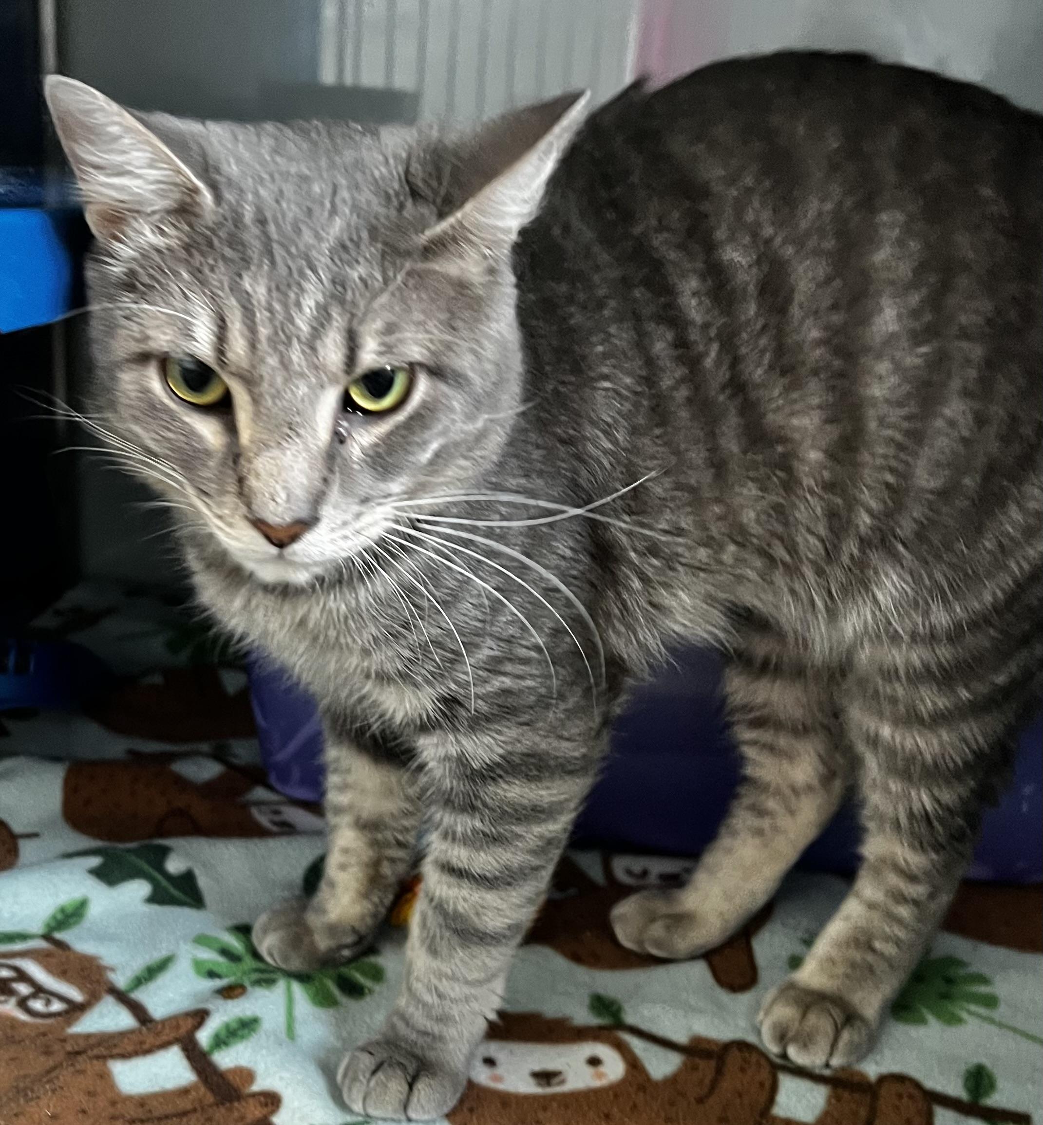 Boomer, an adoptable Domestic Short Hair in Sault Sainte Marie, MI, 49783 | Photo Image 3