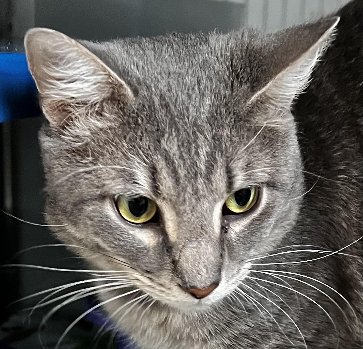 Boomer, an adoptable Domestic Short Hair in Sault Sainte Marie, MI, 49783 | Photo Image 1