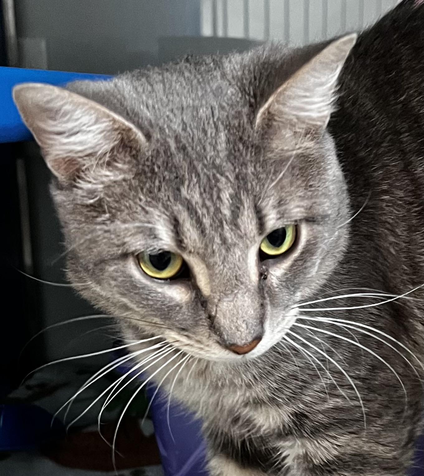 Boomer, an adoptable Domestic Short Hair in Sault Sainte Marie, MI, 49783 | Photo Image 2
