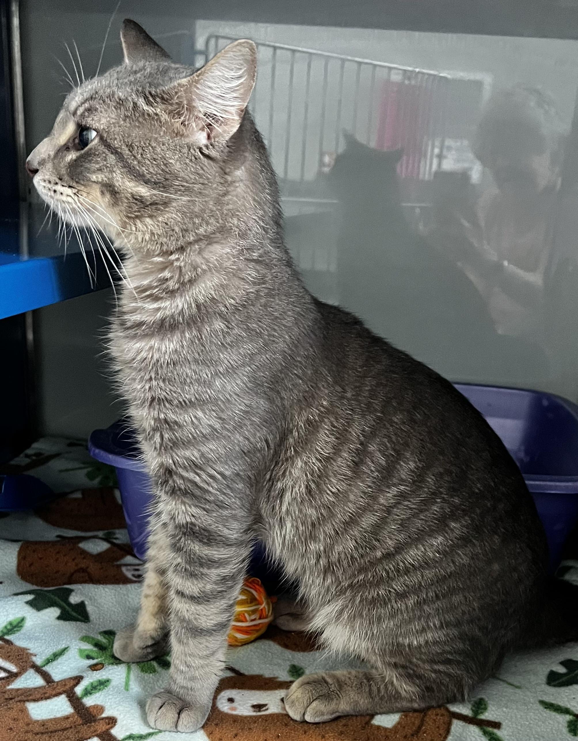 Boomer, an adoptable Domestic Short Hair in Sault Sainte Marie, MI, 49783 | Photo Image 4