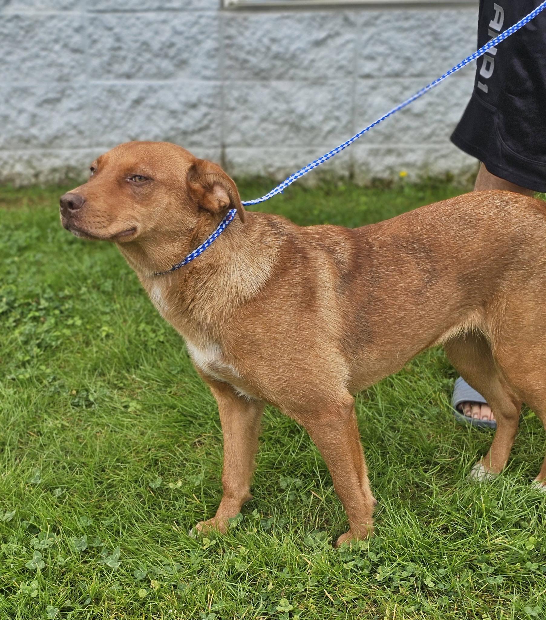 Marigold, ADOPTABLE, Adult Female Labrador Retriever.