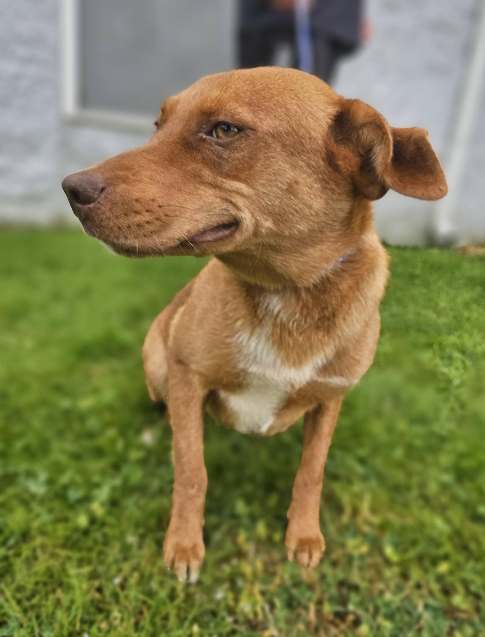 Enlarge Marigold, a ADOPTABLE Labrador Retriever in Fort Payne, AL image 5/6
