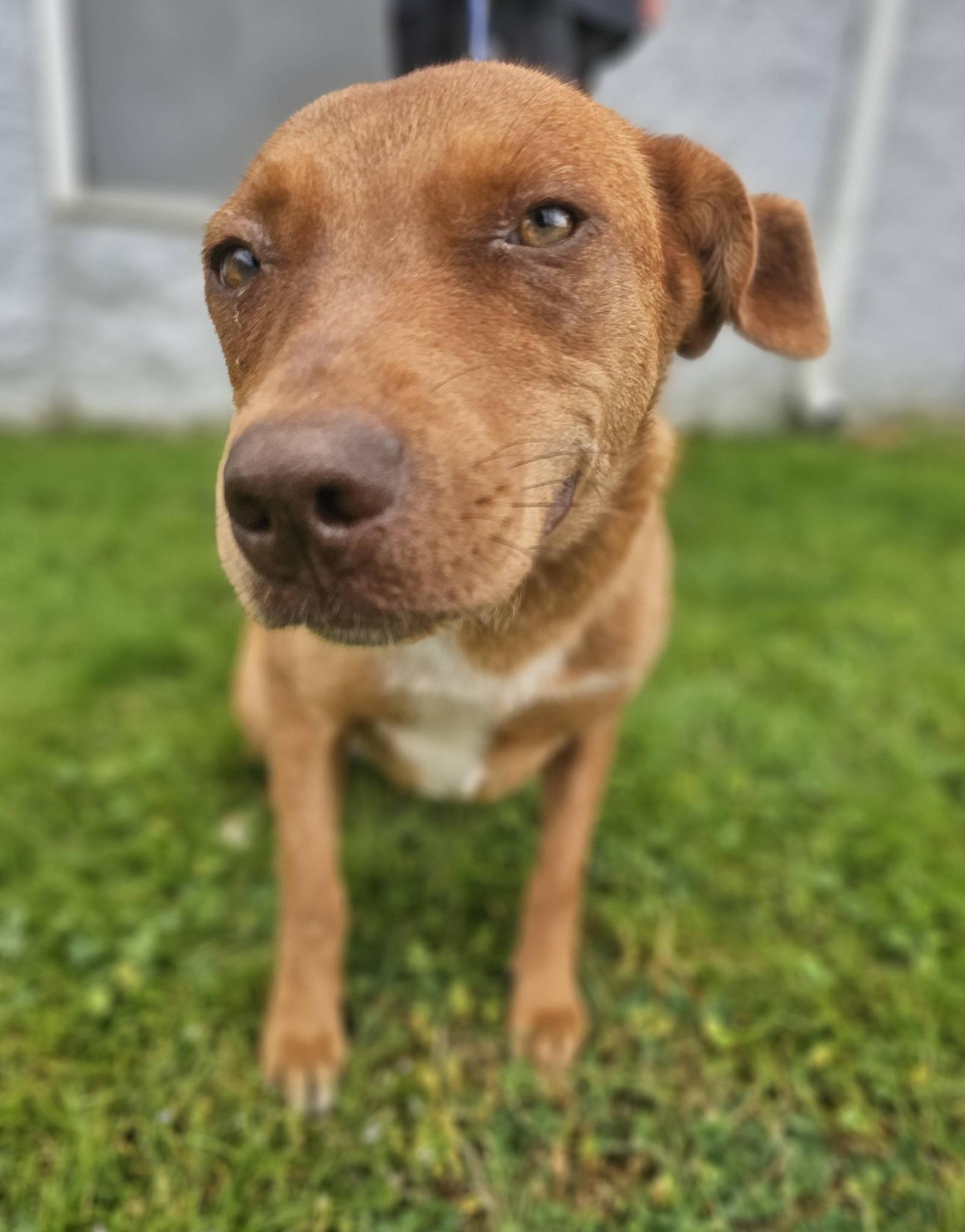 Enlarge Marigold, a ADOPTABLE Labrador Retriever in Fort Payne, AL image 2/6