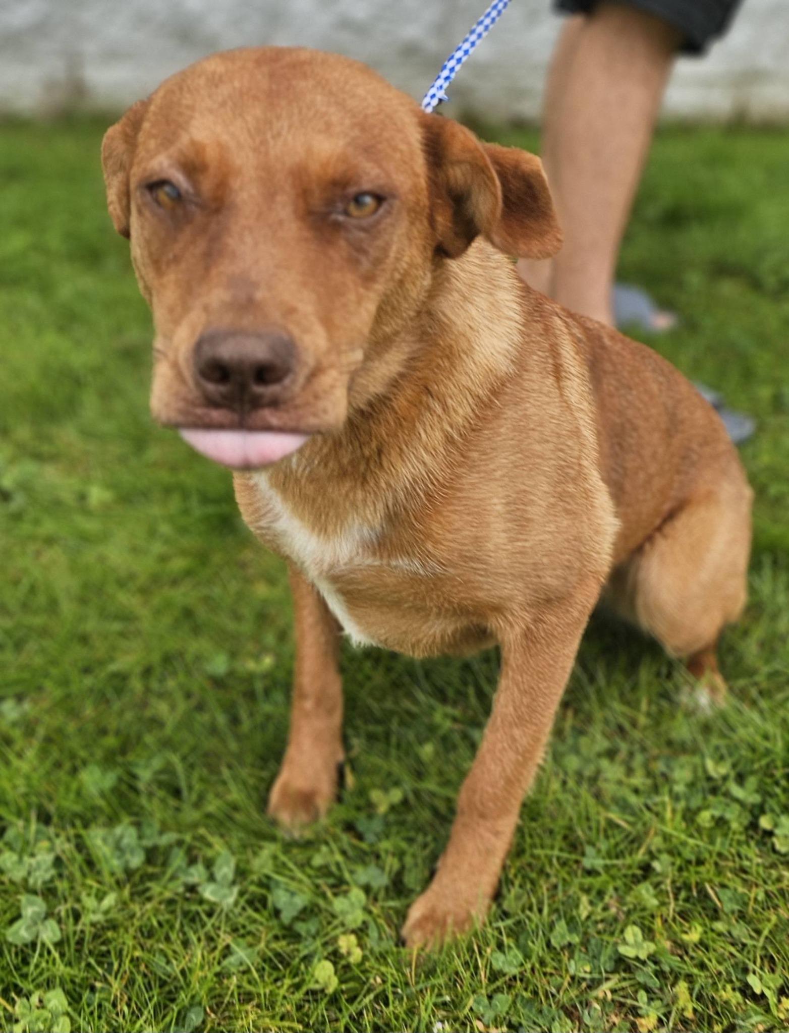 Enlarge Marigold, a ADOPTABLE Labrador Retriever in Fort Payne, AL image 6/6