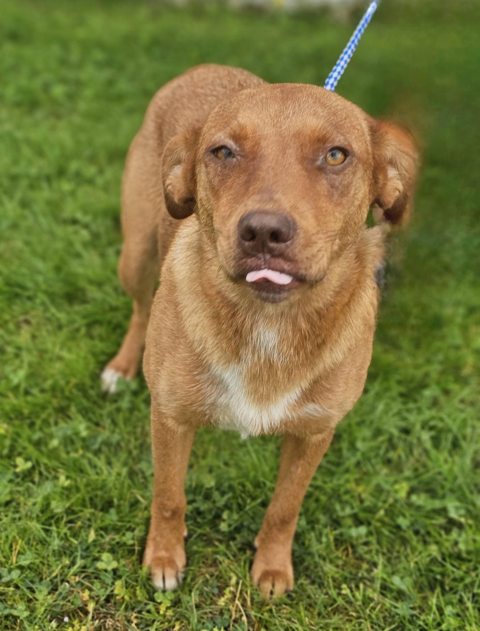 Enlarge Marigold, a ADOPTABLE Labrador Retriever in Fort Payne, AL image 4/6
