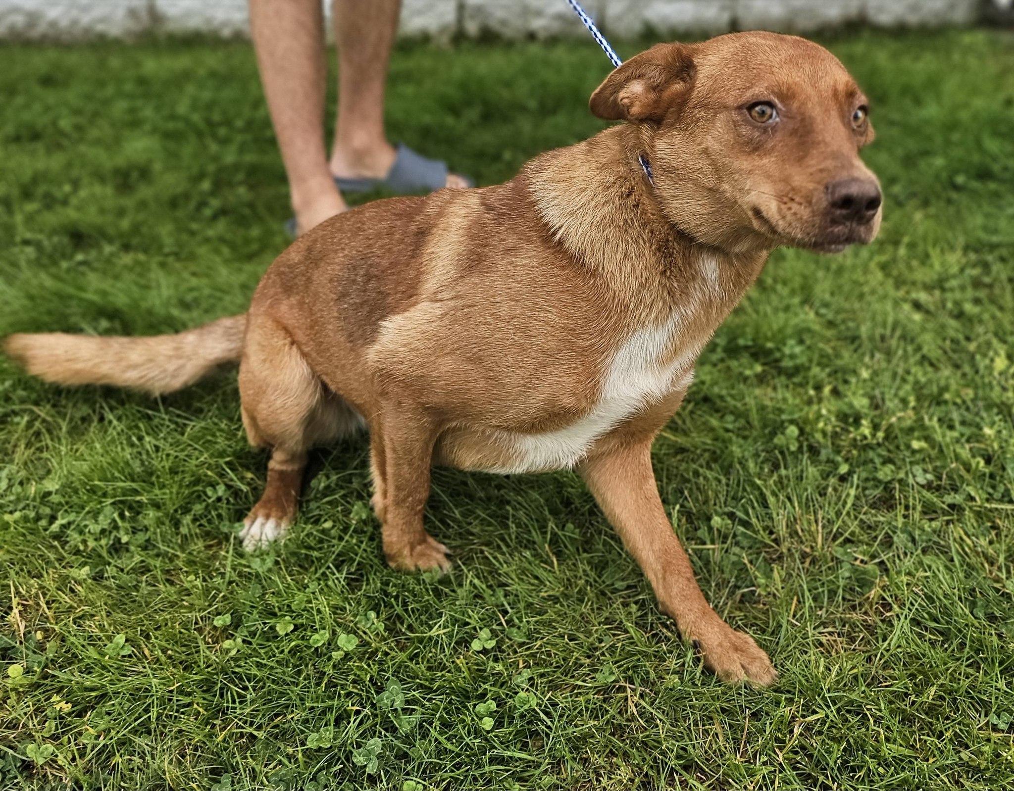 Enlarge Marigold, a ADOPTABLE Labrador Retriever in Fort Payne, AL image 3/6