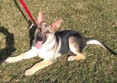 Enlarge Safari, a Adoptable German Shepherd Dog in Modesto, CA image 1/1