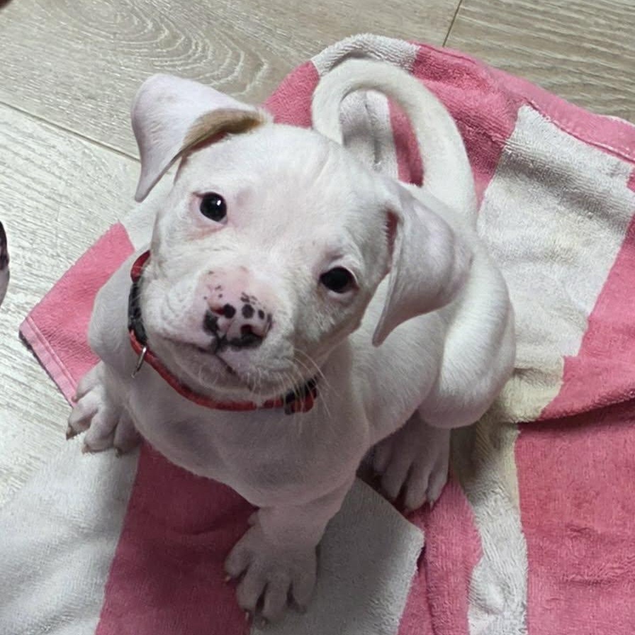 Enlarge Bronco, a Adoptable mixed breed in Livonia, MI image 3/5