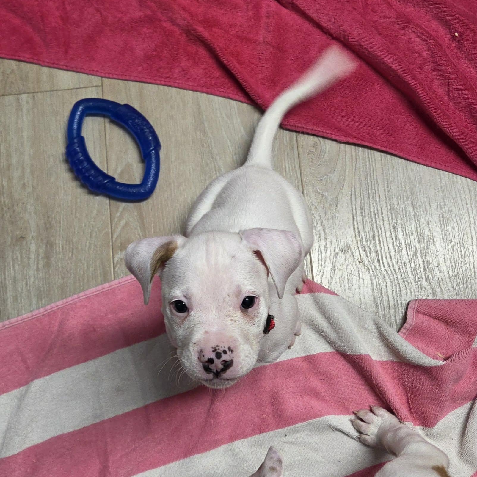 Enlarge Bronco, a Adoptable mixed breed in Livonia, MI image 5/5