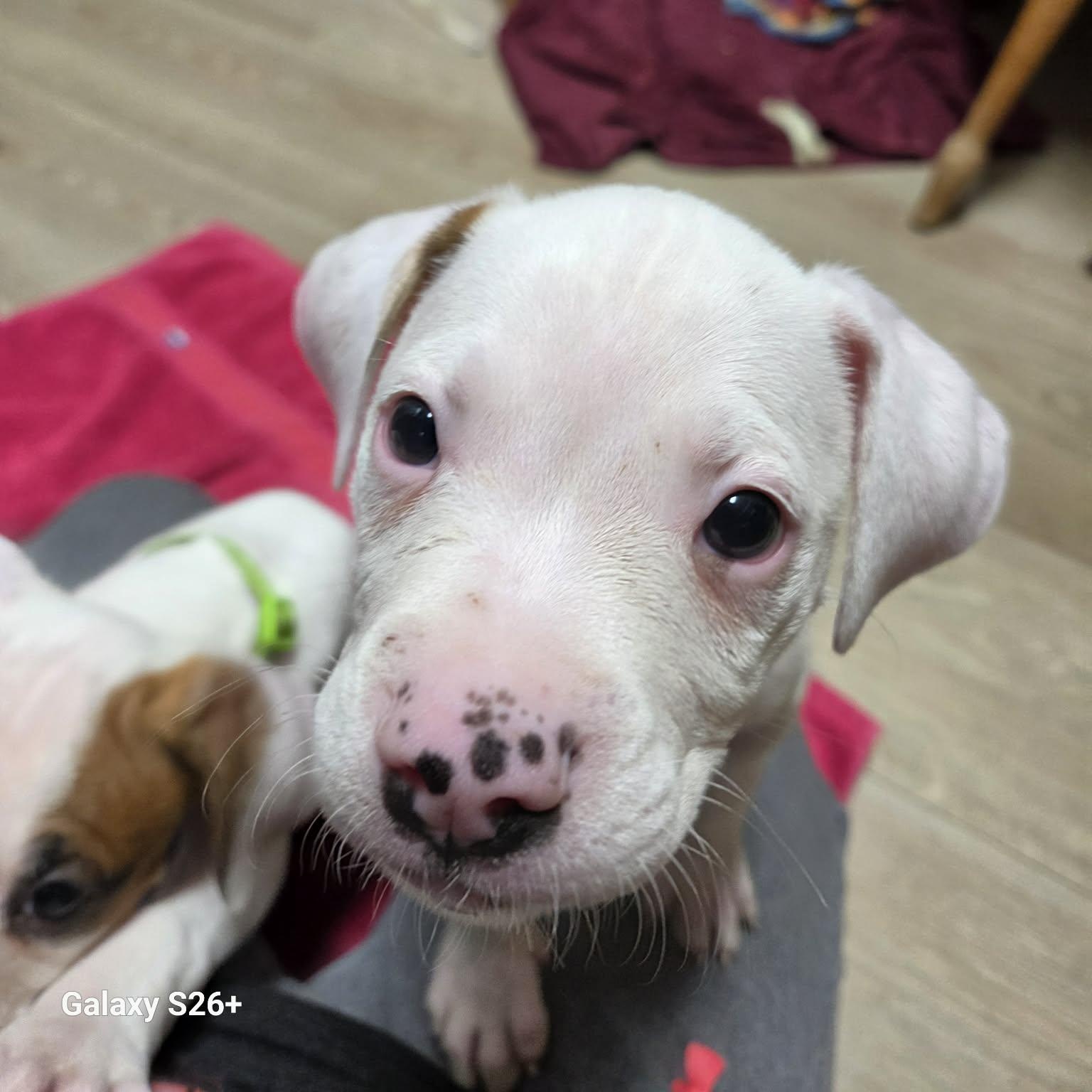 Enlarge Bronco, a Adoptable mixed breed in Livonia, MI image 4/5