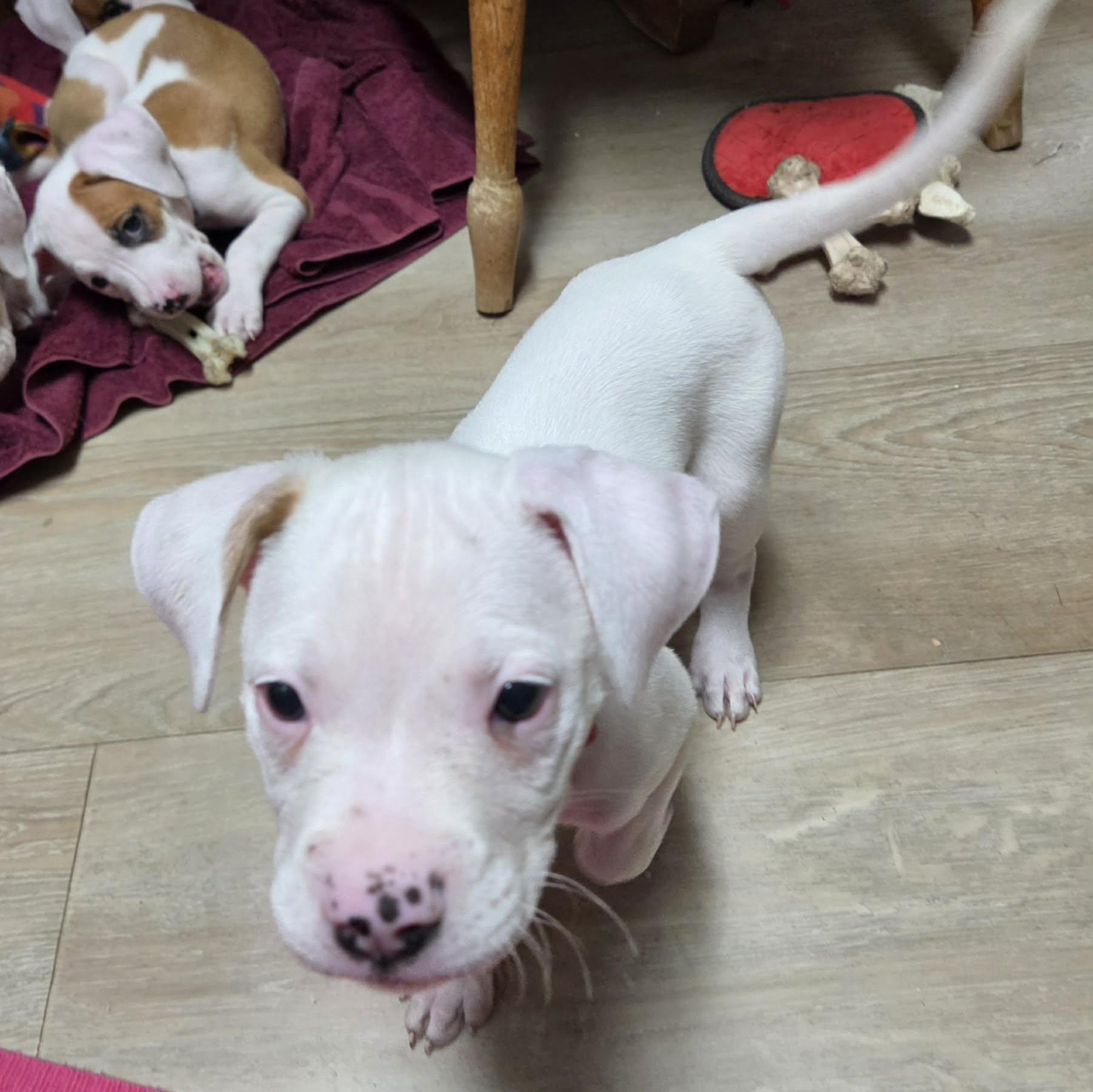 Enlarge Bronco, a Adoptable mixed breed in Livonia, MI image 2/5