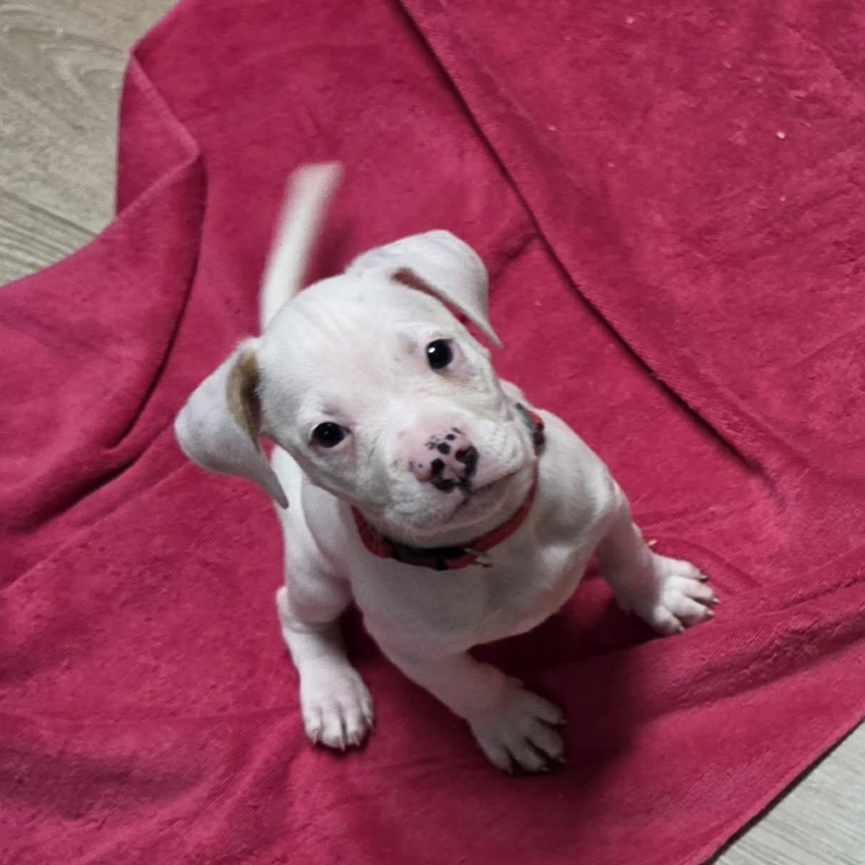 Enlarge Bronco, a Adoptable mixed breed in Livonia, MI image 1/5