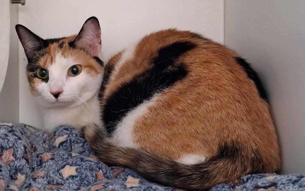 Enlarge Trio River, Rose & Cali, a Adoptable Domestic Short Hair in Floyd, VA image 4/5