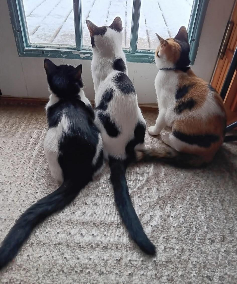 Trio River, Rose & Cali, Adult Female Domestic Short Hair