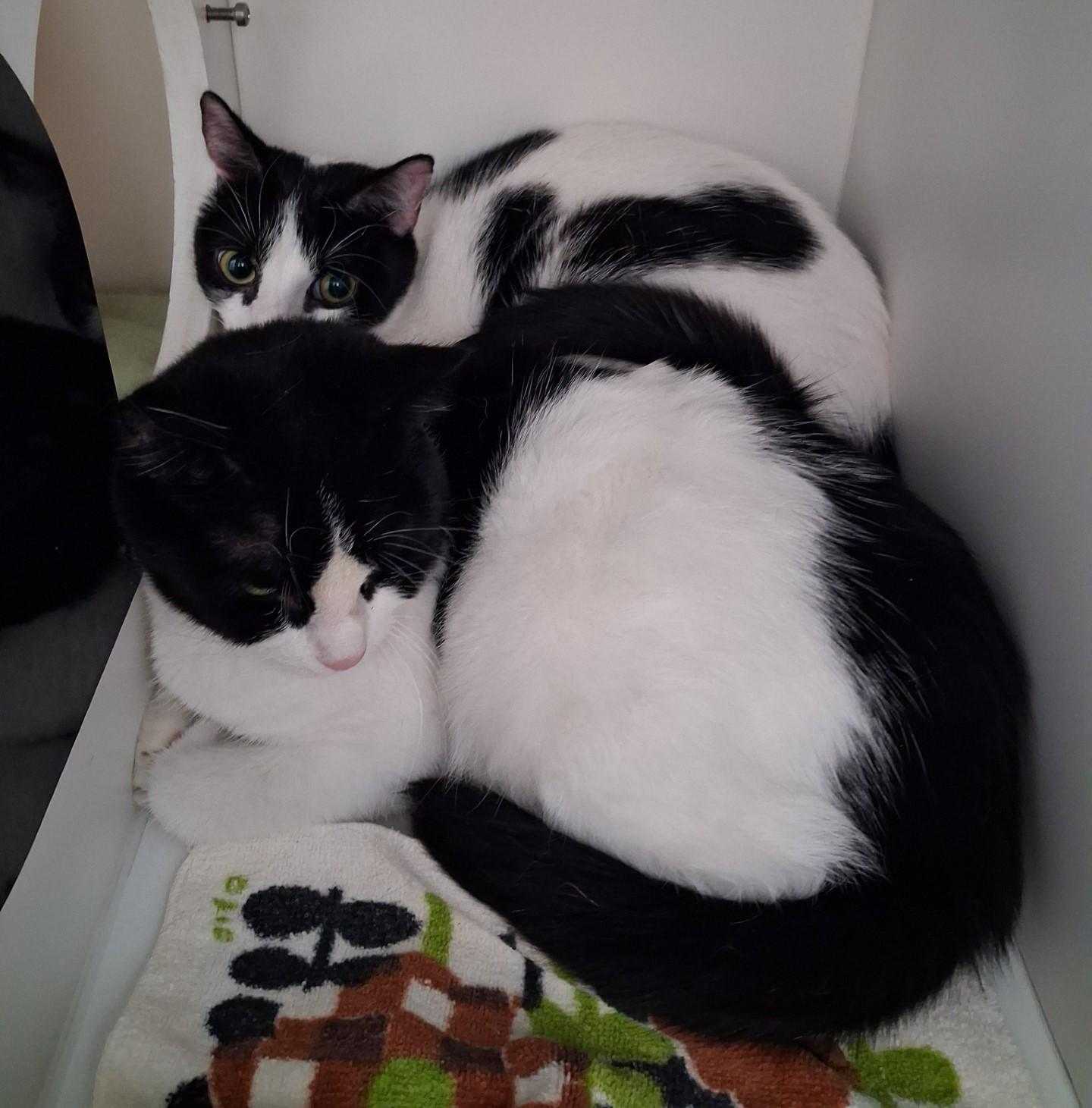 Enlarge Trio River, Rose & Cali, a Adoptable Domestic Short Hair in Floyd, VA image 5/5