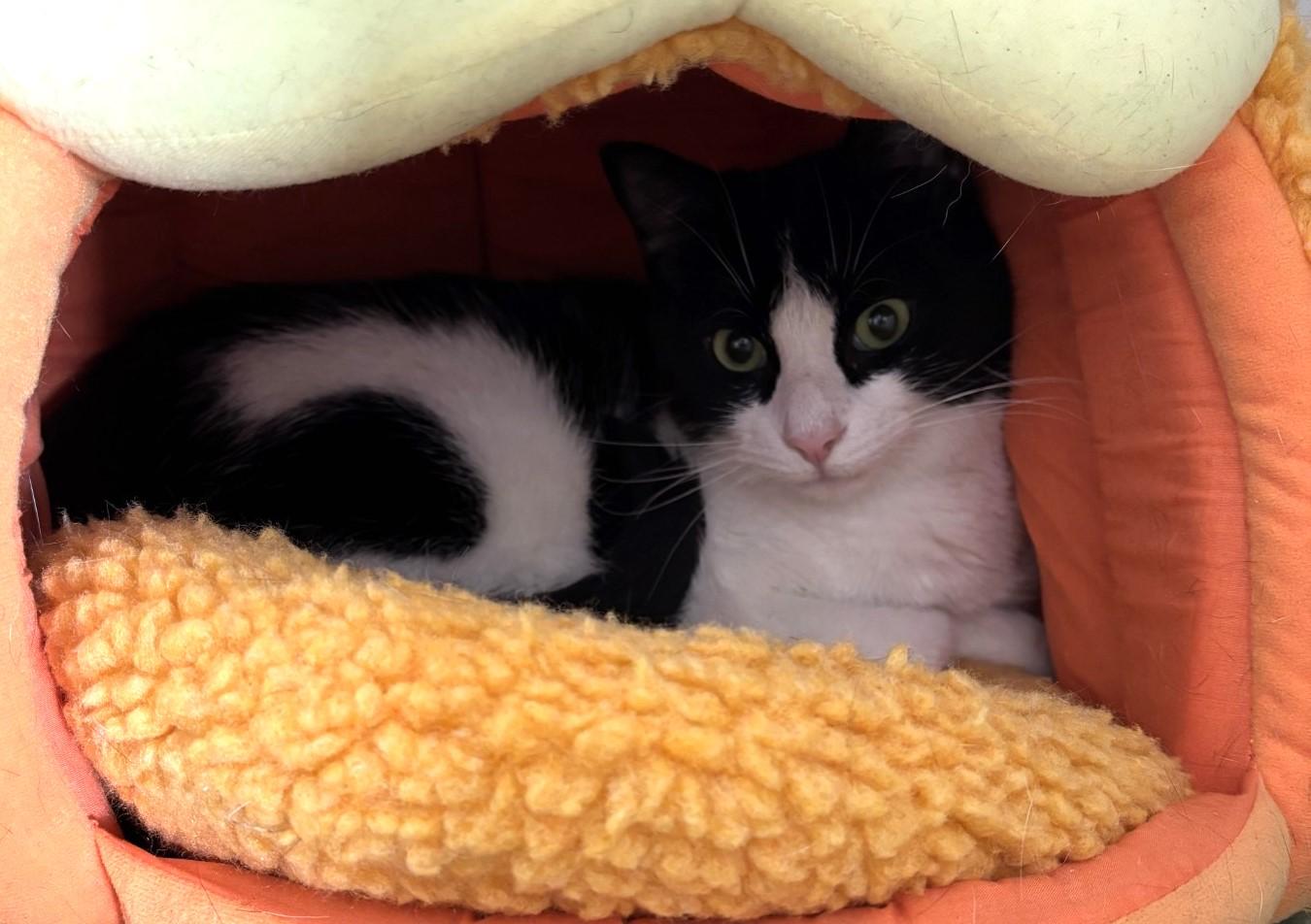 Enlarge Trio River, Rose & Cali, a Adoptable Domestic Short Hair in Floyd, VA image 3/5