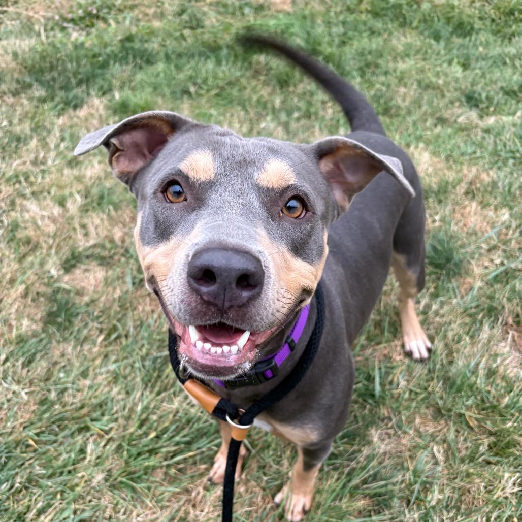 Enlarge Paisley, a Adoptable Pit Bull Terrier in St Joseph, MO image 1/3