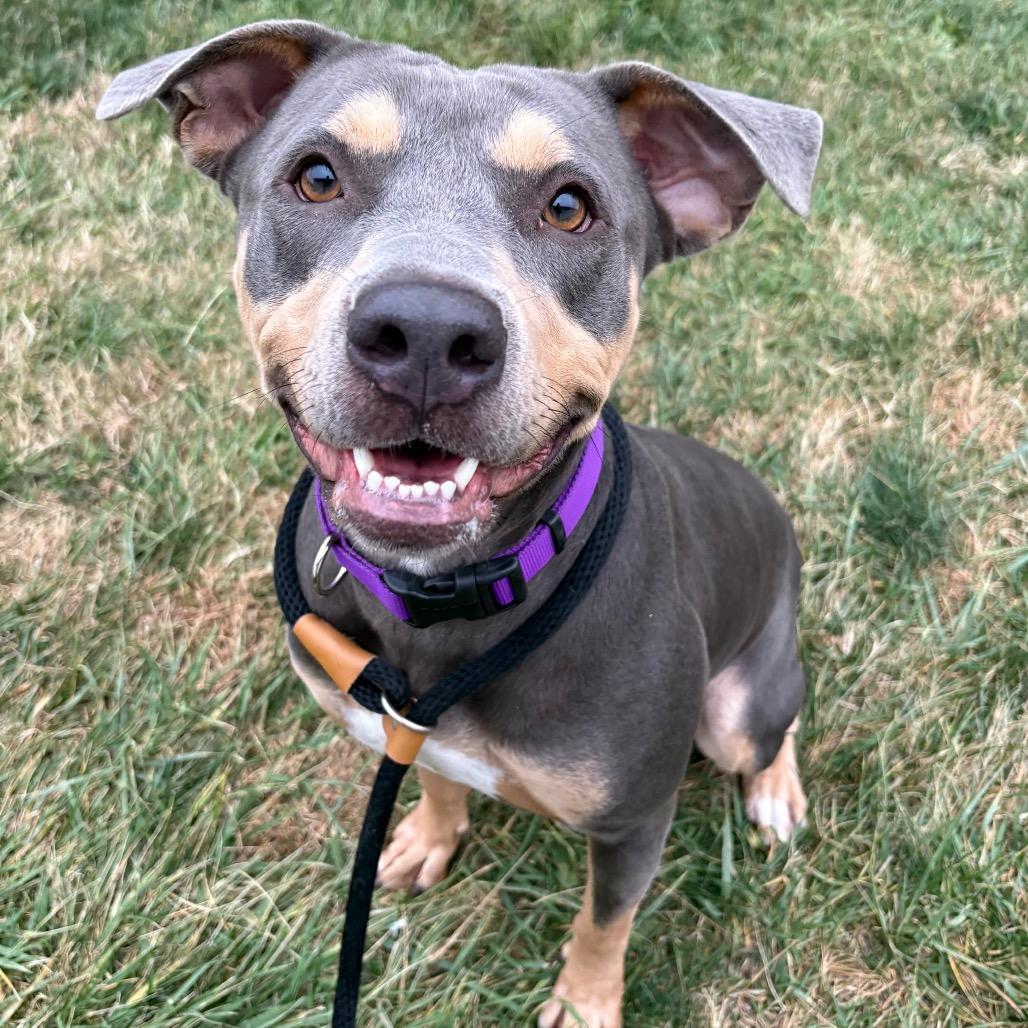 Enlarge Paisley, a Adoptable Pit Bull Terrier in St Joseph, MO image 2/3