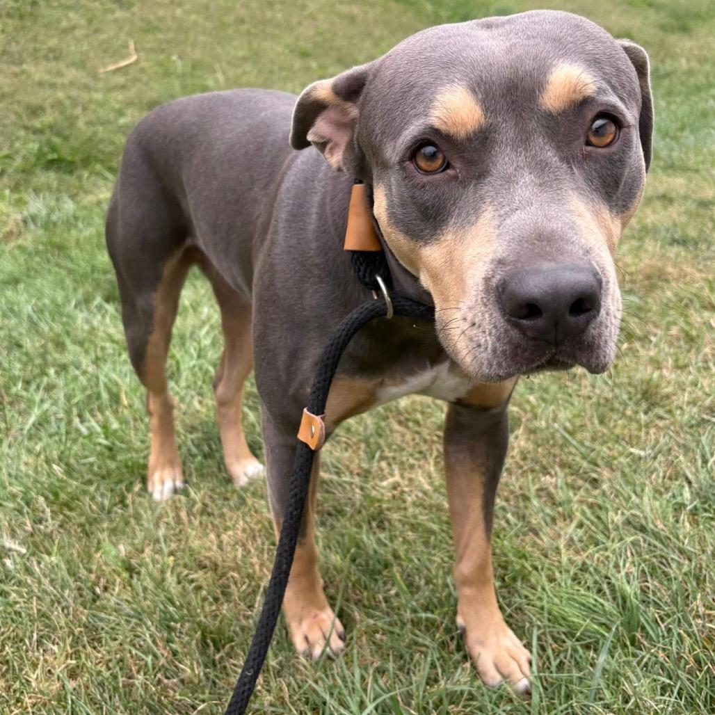 Enlarge Paisley, a Adoptable Pit Bull Terrier in St Joseph, MO image 3/3