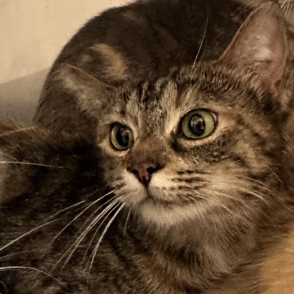 Enlarge Barbara, a Adoptable Domestic Short Hair in Evansville, IN image 1/2