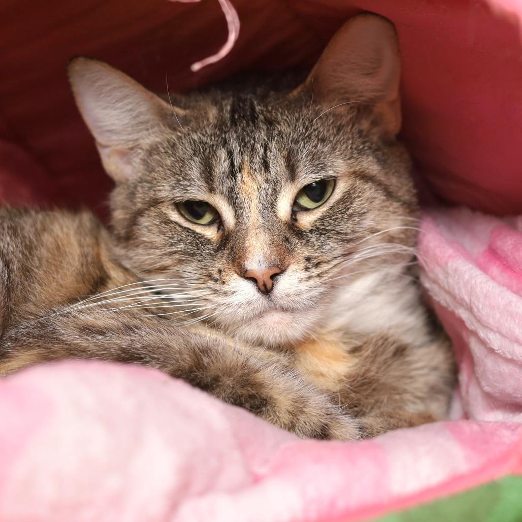 Enlarge Barbara, a Adoptable Domestic Short Hair in Evansville, IN image 2/2