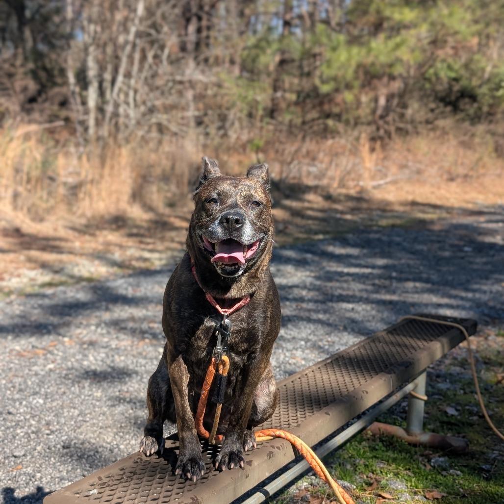 Taylor 02-1121, Adoptable, Adult Female Pit Bull Terrier & Shepherd.