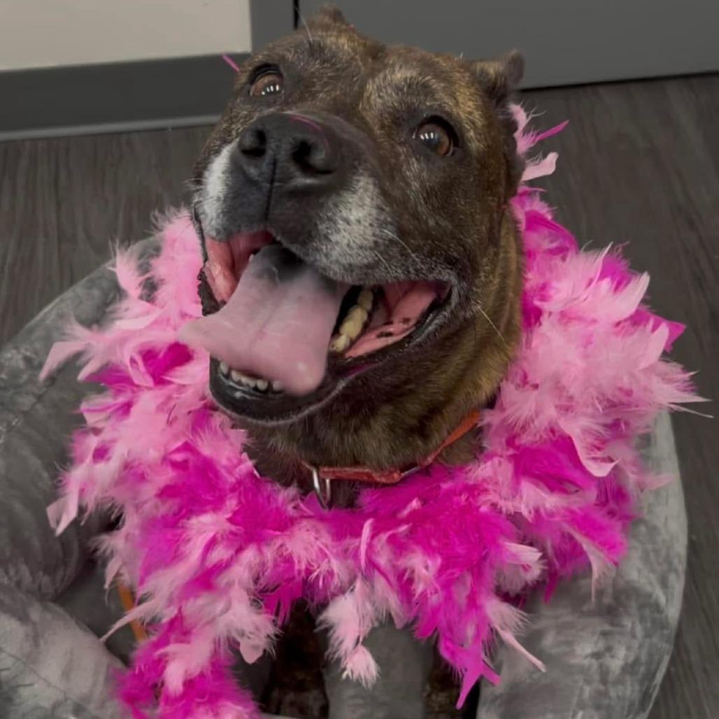 Taylor 02-1121, Adoptable, Adult Female Pit Bull Terrier & Shepherd.
