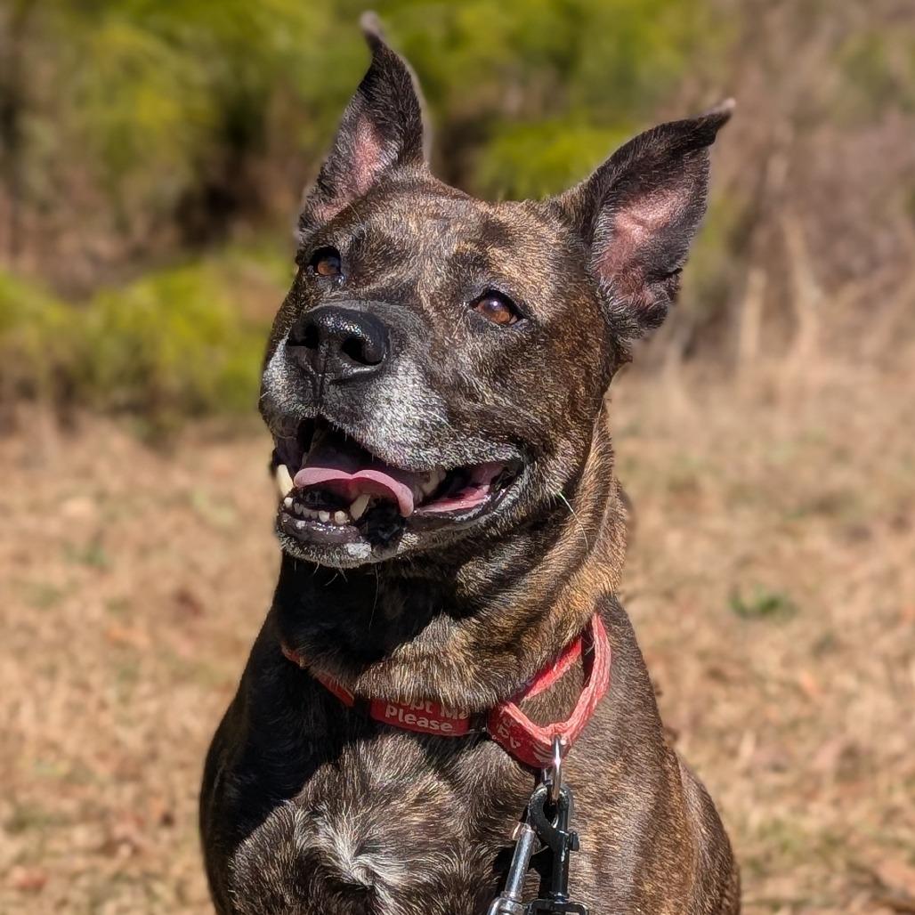 Enlarge Taylor 02-1121, a Adoptable mixed breed in Tyrone, GA image 3/4