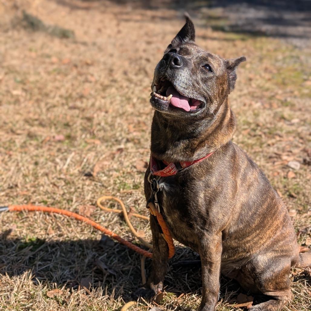 Enlarge Taylor 02-1121, a Adoptable mixed breed in Tyrone, GA image 4/4