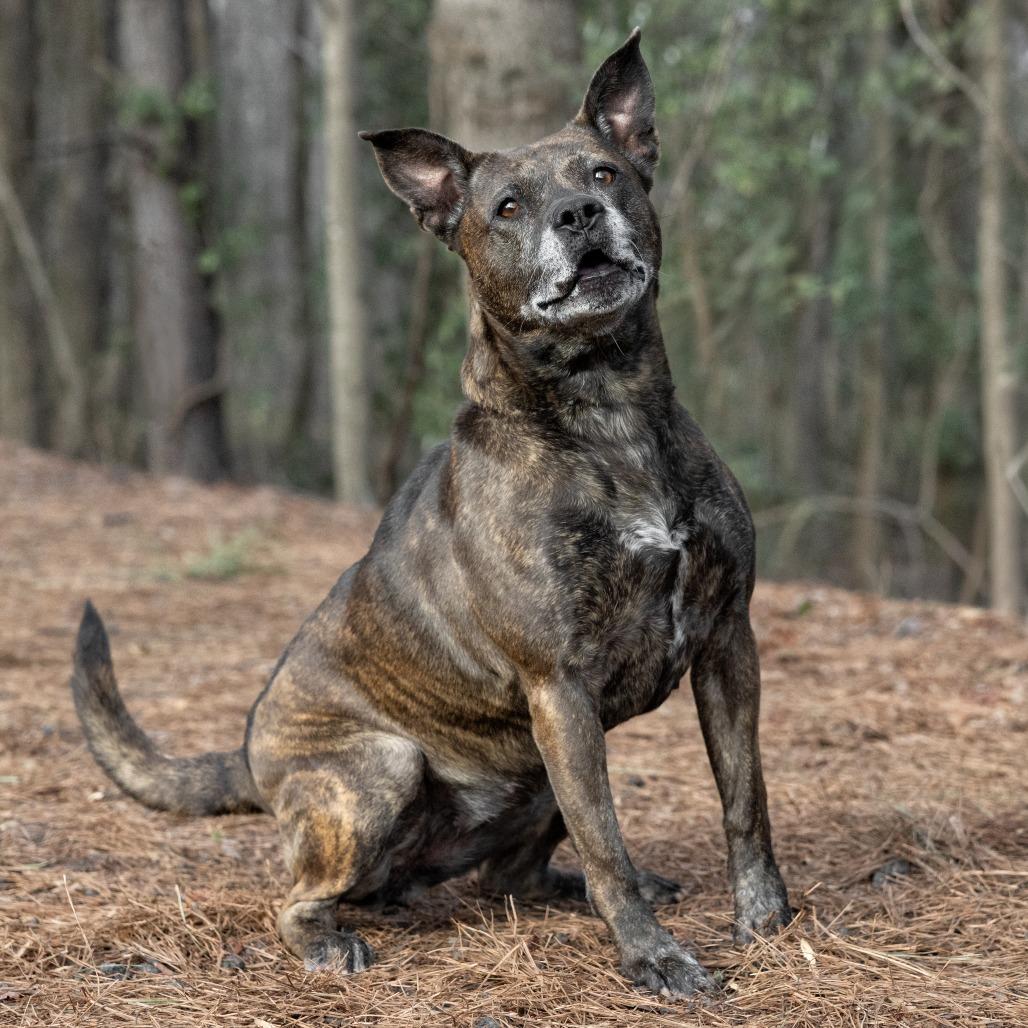 Taylor 02-1121, a Adoptable mixed breed in Tyrone, GA image 5/6