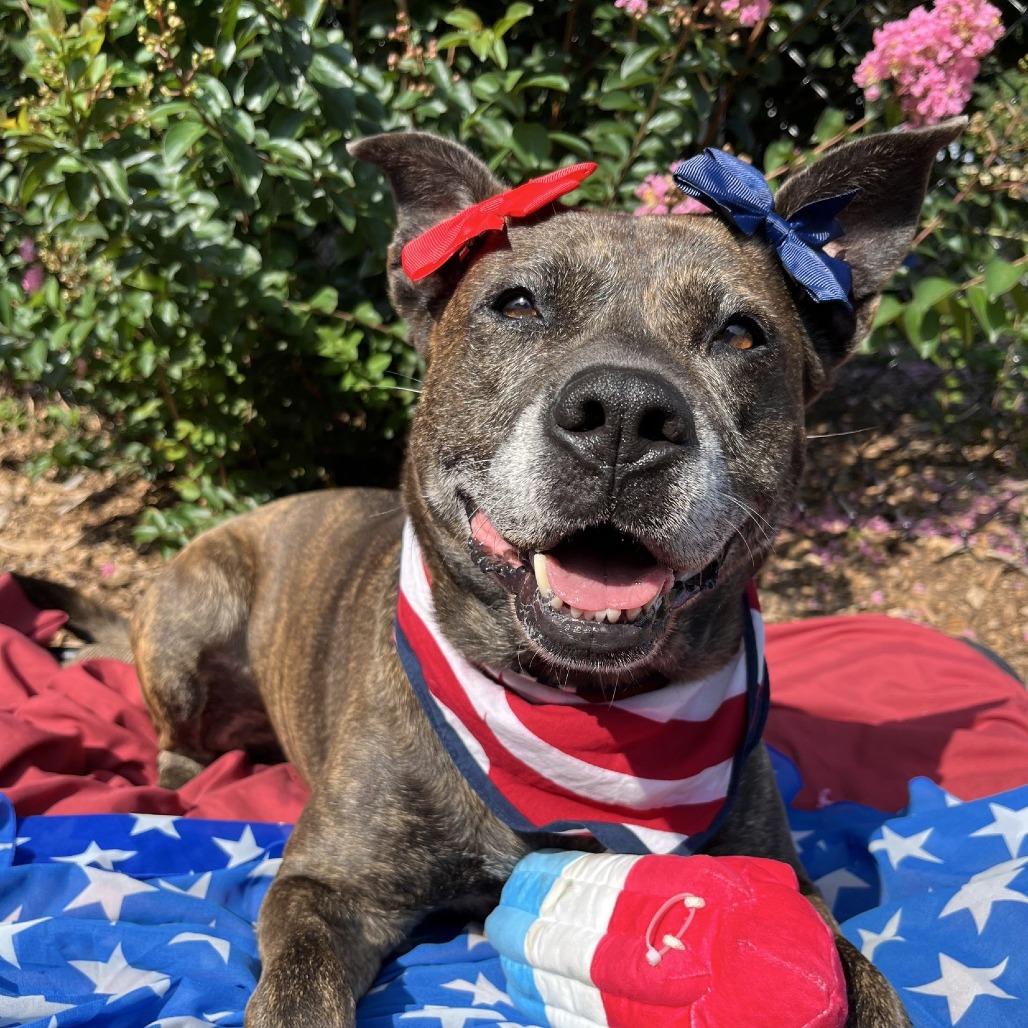 Enlarge Taylor 02-1121, a Adoptable mixed breed in Tyrone, GA image 6/6
