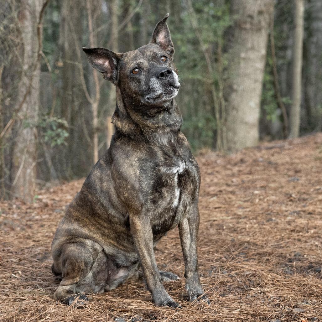 Taylor 02-1121, a Adoptable mixed breed in Tyrone, GA image 6/6