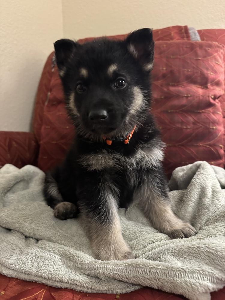 Enlarge Copper John, a Adopted mixed breed in Pleasant Hill, CA image 1/5