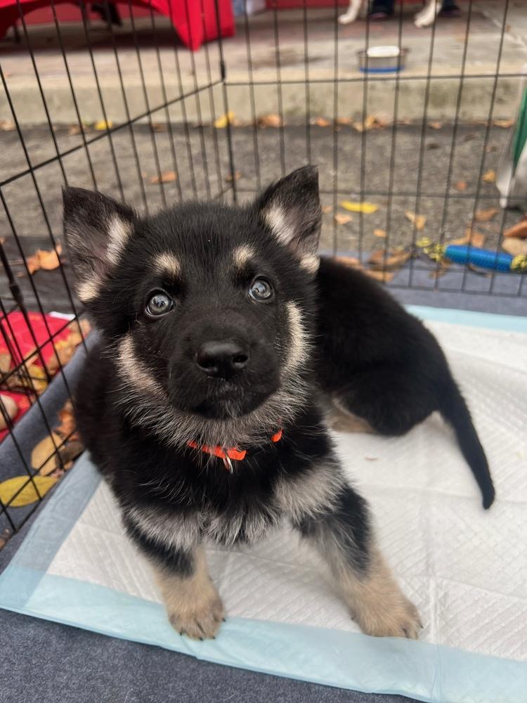 Enlarge Copper John, a Adopted mixed breed in Pleasant Hill, CA image 4/5