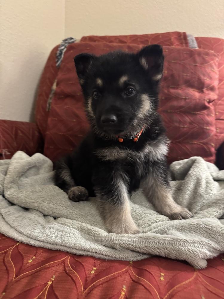 Enlarge Copper John, a Adopted mixed breed in Pleasant Hill, CA image 5/5